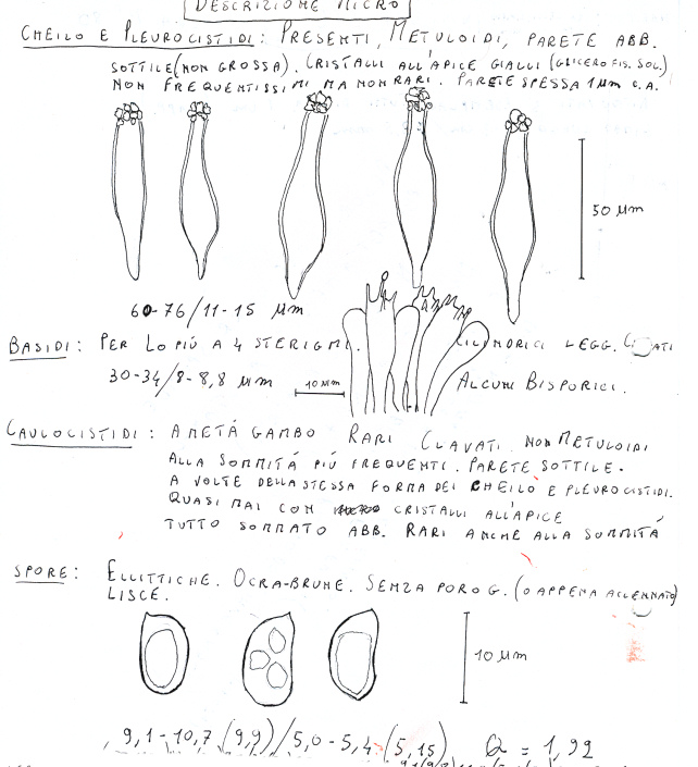 Esperti di Inocybe, aiuto! (cfr I. furfurea var. rufotacta )